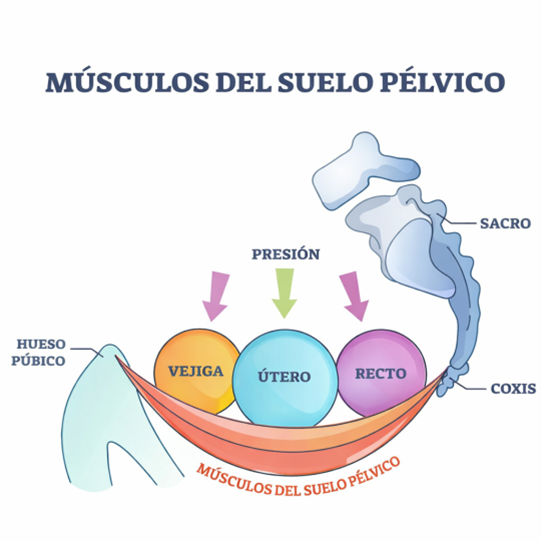 músculos del suelo pélvico